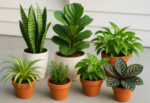 Best Plants for Home Garden: A Complete Guide to Choosing and Growing Beautiful, Easy-Care Plants for Every Space best plants for home garden